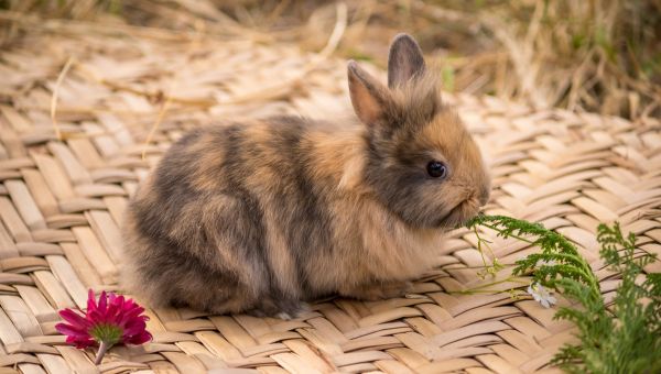 Club des éleveurs de lapins de race du Haut-Rhin à Rustenhart